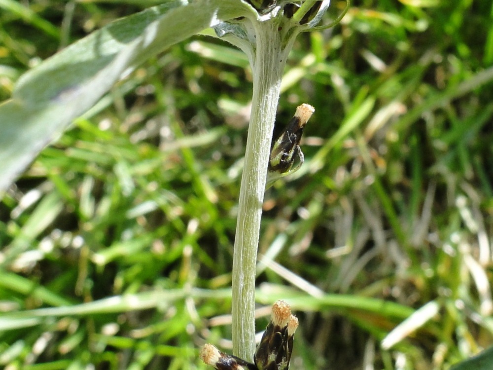 Omalotheca sylvatica (=Gnaphalium sylvaticum) / Canapicchia comune